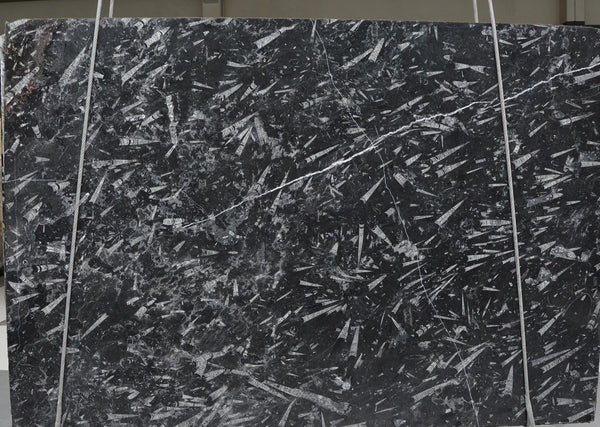 Fossil Black Marble Slabs - FS20202 - 2350 x 1550 x 20 mm