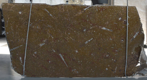 Fossil Marble Slabs - FS67212326 - 1000 x 500 x 20 mm