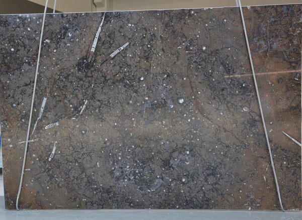 Fossil Marble Slabs - FS91276813 - 2500 x 1750 x 20 mm