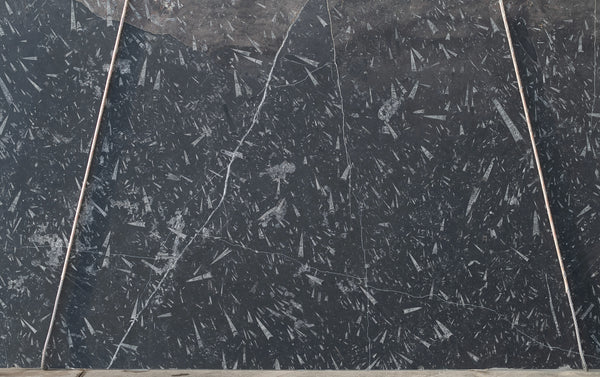 Fossil Black Marble Slabs - FS19806025 - 2500 x 1400 x 20 mm