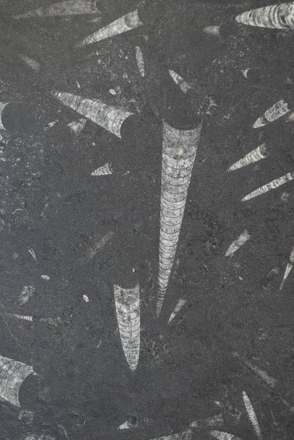 Fossil Black Marble Slabs - FS19806025 - 2500 x 1400 x 20 mm