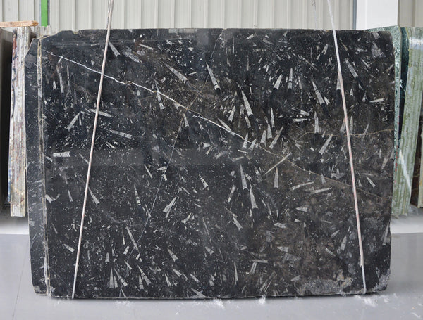 Fossil Black Marble Slabs - FS20202 - 2350 x 1550 x 20 mm