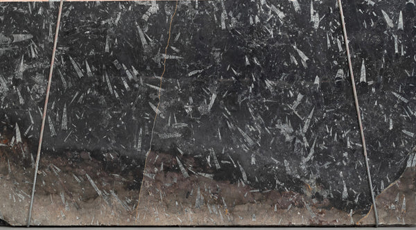 Fossil Black Marble Slabs - FS91453514 - 2800 x 1500 x 20 mm